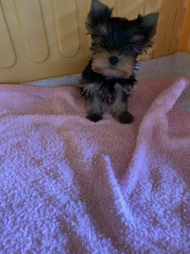 ヨークシャーテリア【東京都・女の子・2020年1月14日・スチールブルー&タン】の写真「お顔のかわいい子」