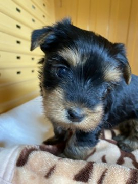 ヨークシャーテリア【東京都・女の子・2022年2月6日・スチールブルー&タン】の写真「健康的なかわいい子」