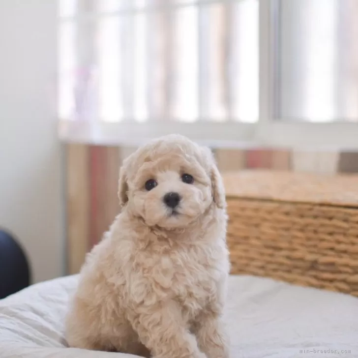 ID:2507-07744の子犬