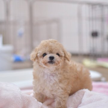 トイプードル(ティーカップ)【香川県・男の子・2025年7月27日・アプリコット】の写真「イケメンくん♡♡」