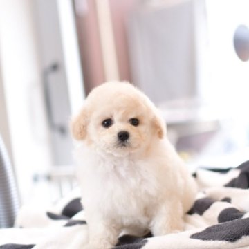 トイプードル(ティーカップ)【香川県・男の子・2025年8月15日・ホワイト】の写真「毛量も多いです♡」