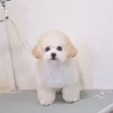 タイニープードル
