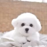 ビションフリーゼ