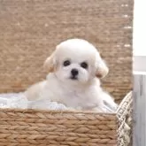 タイニープードル