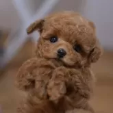 ティーカッププードル【香川県・女の子・2025年1月11日・レッド】の写真1