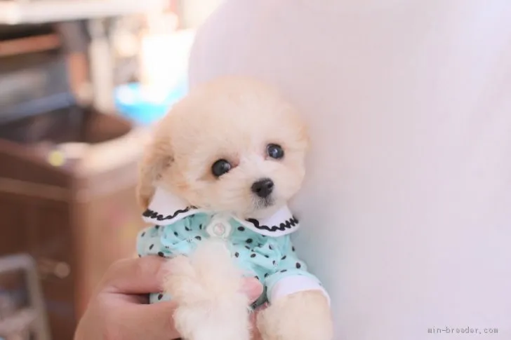 ID：2106-02784の子犬