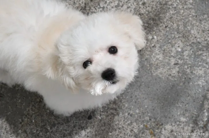 ID：1703-00570の子犬