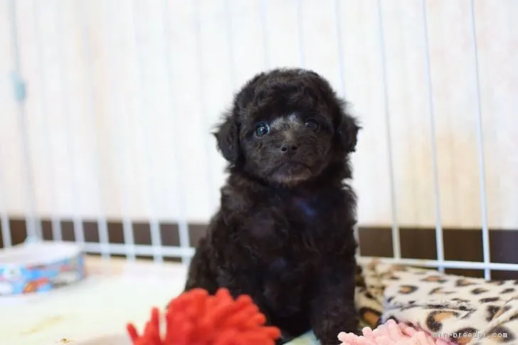 ID:1810-02843の子犬