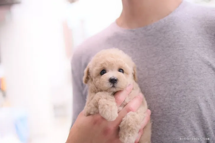 ID:2105-01798の子犬