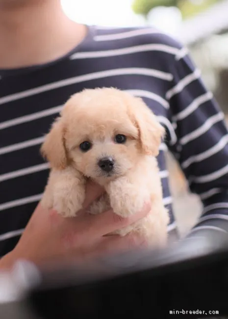 H.T 様のお迎えした子犬