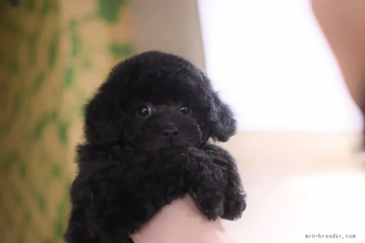 ID:1912-03229の子犬