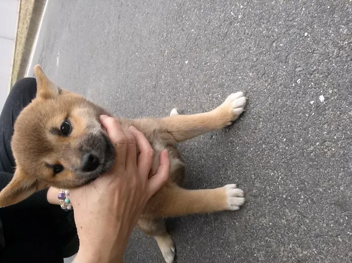 ID：1309-01283の子犬