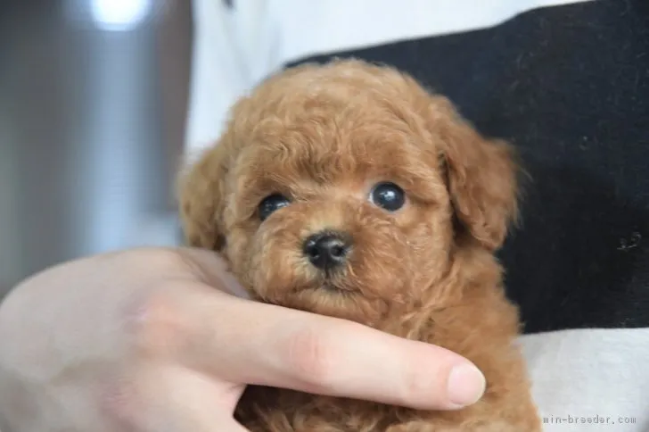 ID:1707-01982の子犬