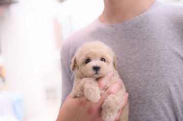 トイプードル(タイニー)【香川県・男の子・2021年4月3日・クリーム】の写真「タレ目の可愛い僕♥」