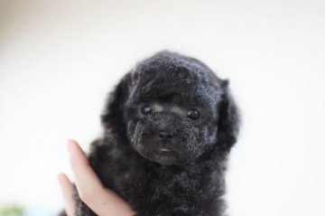 トイプードル(ティーカップ)【香川県・男の子・2018年10月23日・シルバー】の写真「可愛いお顔」