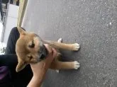 柴犬(標準サイズ)【香川県・女の子・2013年8月18日・赤】の写真2