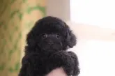 トイプードル(トイ)【香川県・男の子・2019年11月18日・ブラック】の写真2