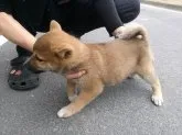 柴犬(標準サイズ)【香川県・女の子・2013年8月18日・赤】の写真3