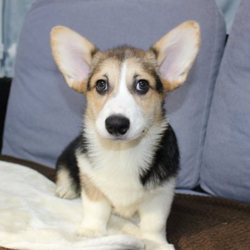ウェルシュ・コーギー・ペンブローク【鹿児島県・男の子・2025年7月18日・トライカラー】の写真「DMクリア！両親性格良いです。」