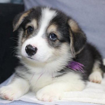 ウェルシュ・コーギー・ペンブローク【鹿児島県・男の子・2025年10月11日・トライカラー】の写真「お顔が超イケメン　シッポ付き男の子です。」