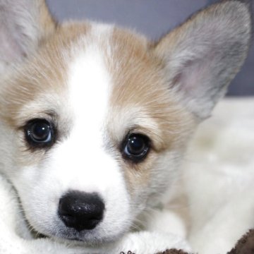 ウェルシュ・コーギー・ペンブローク【鹿児島県・男の子・2025年9月18日・レッド&ホワイト】の写真「超イケメンボーイ！しっぽ付です。」