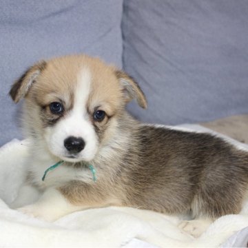 ウェルシュ・コーギー・ペンブローク【鹿児島県・男の子・2025年10月11日・レッド&ホワイト】の写真「ふわふわな可愛いシッポ付き男の子です。」