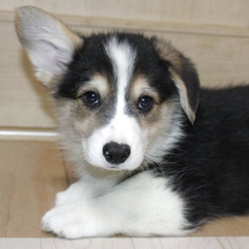 ウェルシュ・コーギー・ペンブローク【鹿児島県・男の子・2025年10月11日・トライカラー】の写真「お顔が超イケメン　シッポ付き男の子です。」