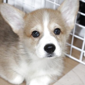ウェルシュ・コーギー・ペンブローク【鹿児島県・男の子・2025年10月11日・レッド&ホワイト】の写真「ふわふわな可愛いシッポ付き男の子です。」