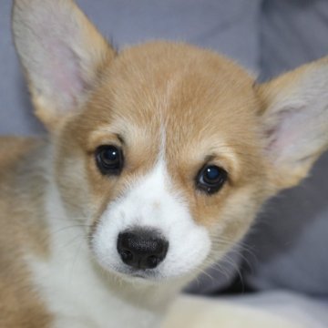 ウェルシュ・コーギー・ペンブローク【鹿児島県・女の子・2025年9月18日・レッド&ホワイト】の写真「しっぽつきです。元気な女の子です。」
