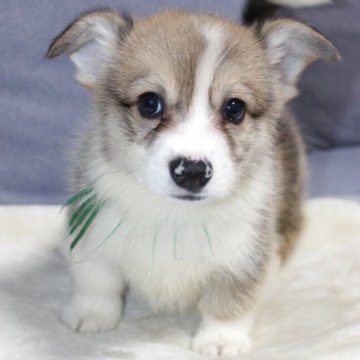 ウェルシュ・コーギー・ペンブローク【鹿児島県・男の子・2025年10月11日・レッド&ホワイト】の写真「ふわふわな可愛いシッポ付き男の子です。」