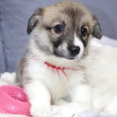 ウェルシュ・コーギー・ペンブローク