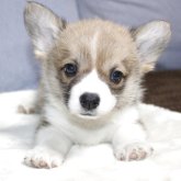 ウェルシュ・コーギー・ペンブローク