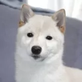 豆柴【鹿児島県・女の子・2024年11月27日・白】の写真1