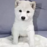 豆柴