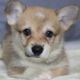 ウェルシュ・コーギー・ペンブローク