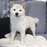 豆柴【鹿児島県・女の子・2024年11月27日・白】の写真2