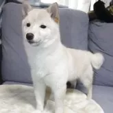 豆柴【鹿児島県・女の子・2024年11月27日・白】の写真4