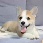 ウェルシュ・コーギー・ペンブローク【鹿児島県・男の子・2025年9月18日・レッド&ホワイト】の写真4