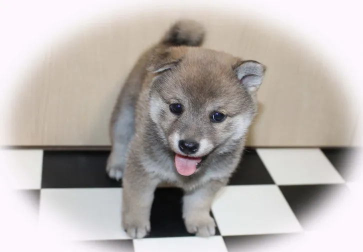 クムクン 様のお迎えした子犬