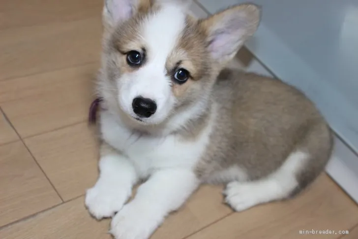 ID:1903-00566の子犬
