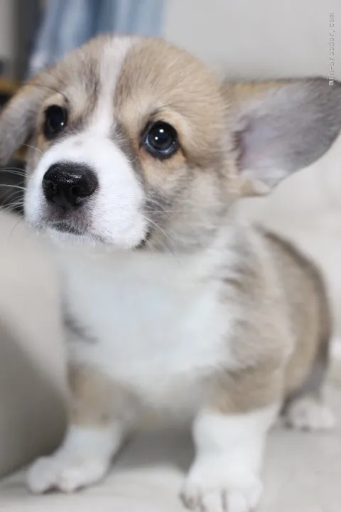 ID:2106-02520の子犬