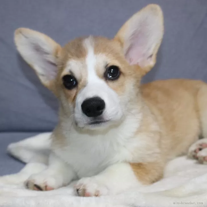 ID:2406-00770の子犬
