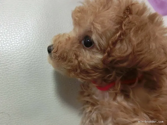 ID:1508-00196の子犬