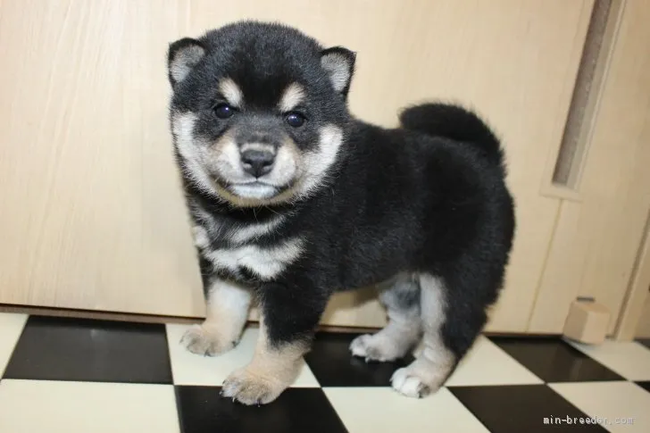 まるこ 様のお迎えした子犬