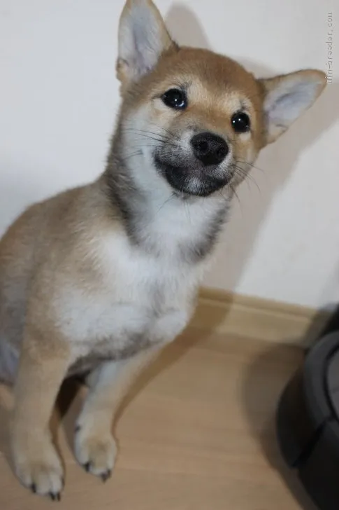 K.A & 娘 様のお迎えした子犬