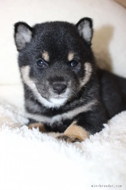 あずき 様のお迎えした子犬