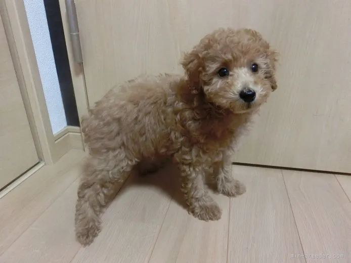 もと 様のお迎えした子犬