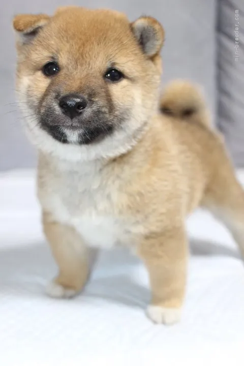 たー 様のお迎えした子犬