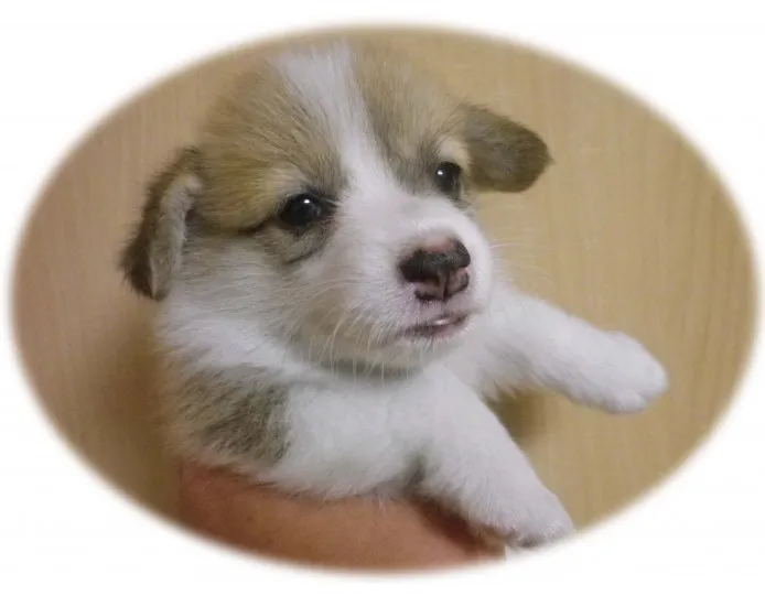 ID：1406-00572の子犬