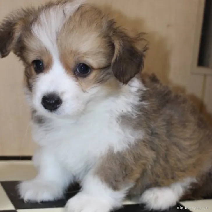 R.K 様のお迎えした子犬